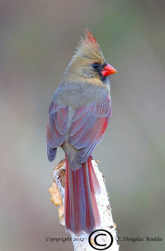 Cardinal Female